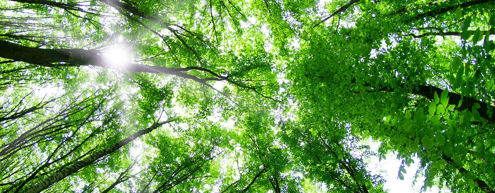 Sustainability commitment | BORGA