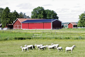Steel Buildings for Agriculture | BORGA